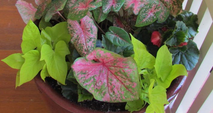 Caladiums and solenia begonias provide color in shady locations