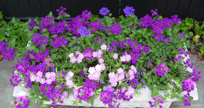 Planter boxes can provide great color on a patio