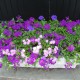 Planter boxes can provide great color on a patio
