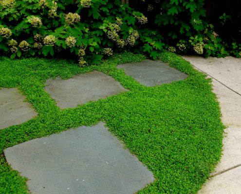 Stepping Stones and Ground Cover